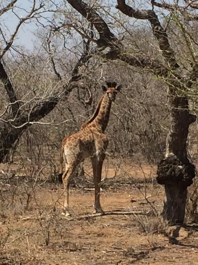Leadwood Lodge Hoedspruit Luaran gambar
